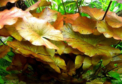 Нимфея Стеллата пророщенная, горшок